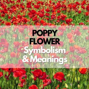 Poppy Flower: Symbolism, Meanings, And History - Symbol Genie