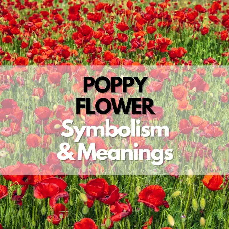 poppy flower symbolism meaning and history