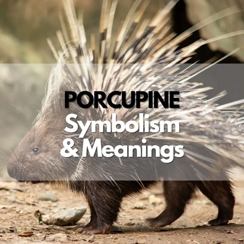porcupine symbolism meaning and history