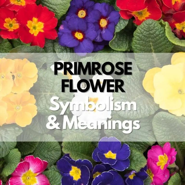 Primrose Flower: Symbolism, Meanings, and History