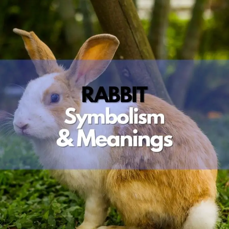 Rabbit: Rabbit symbolism and meanings