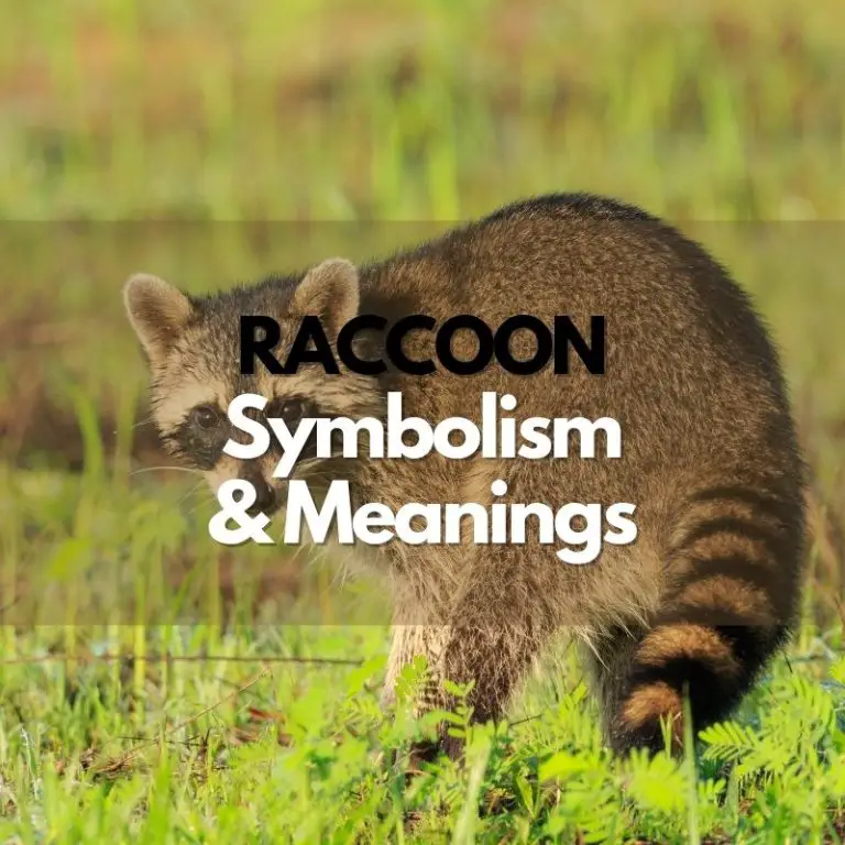 Raccoon: Symbolism, Meanings, and History
