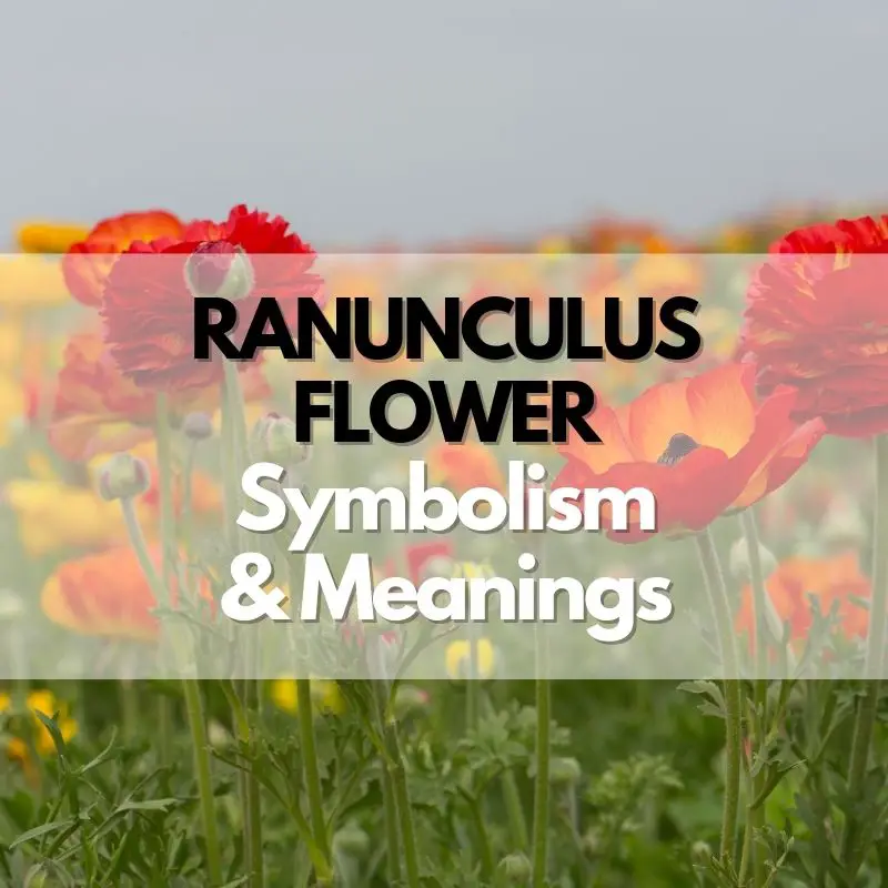 ranunculus flower symbolism meanings history