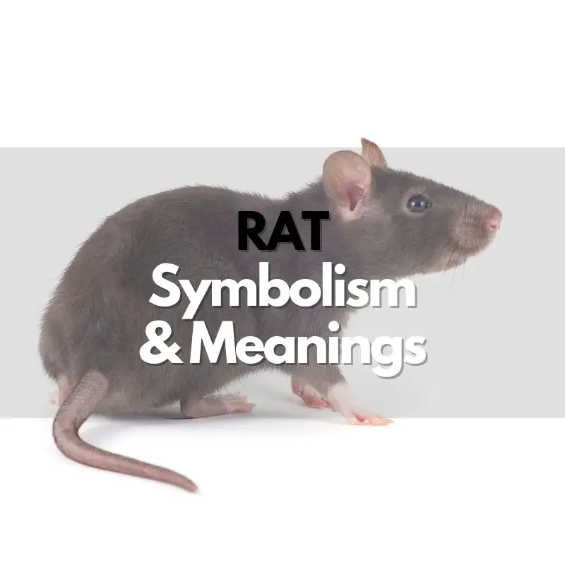 Rat: Symbolism, Meanings, and History - Symbol Genie