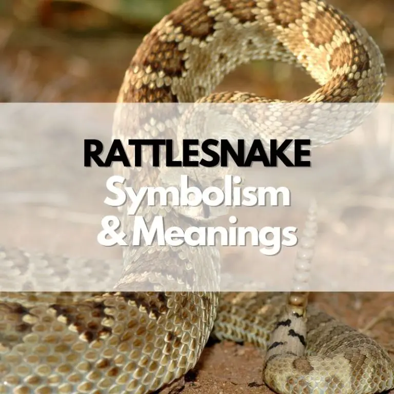 Rattlesnake: Symbolism, Meanings, and History