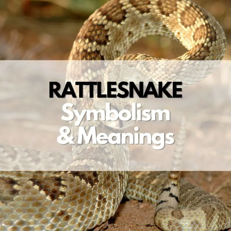 rattlesnake symbolism meaning and history