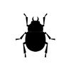scarab beetle - symbols of ancient egypt