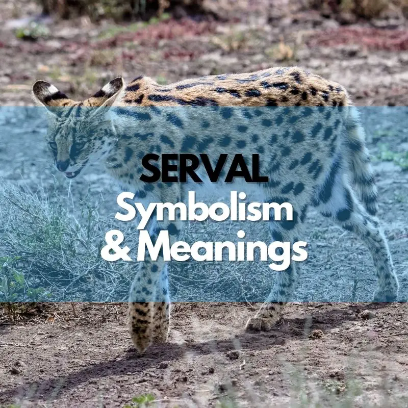 serval symbolism meaning and history