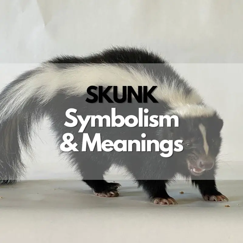 skunk symbolism meaning and history