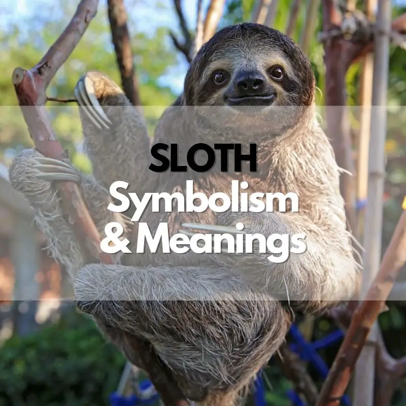 sloth symbolism meaning and history