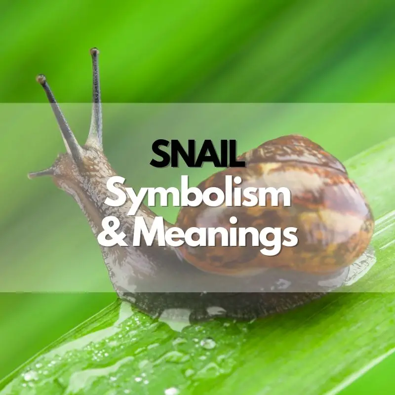 snail symbolism meaning and history
