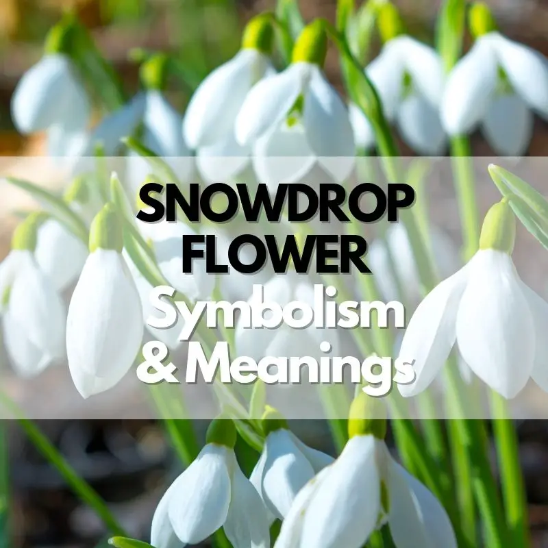 snowdrop flower symbolism meanings history