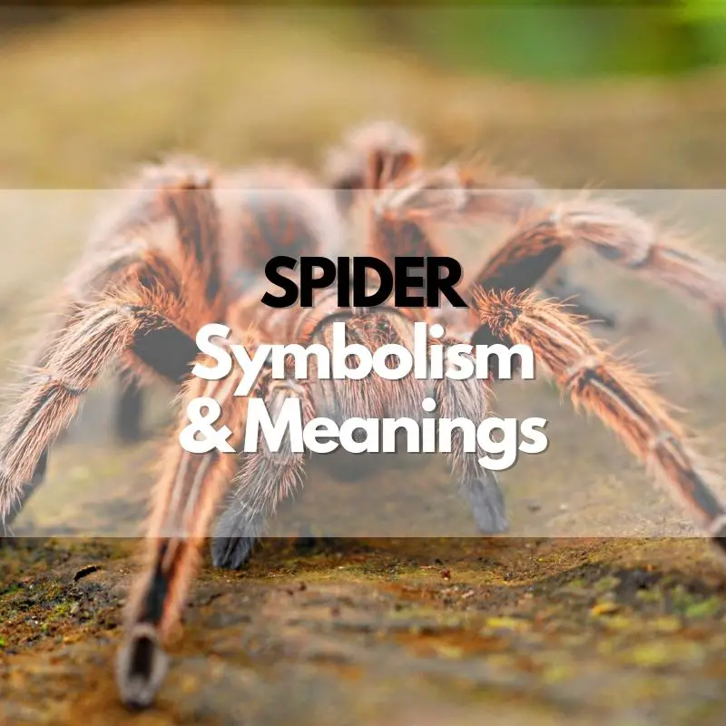 spider symbolism meaning and history