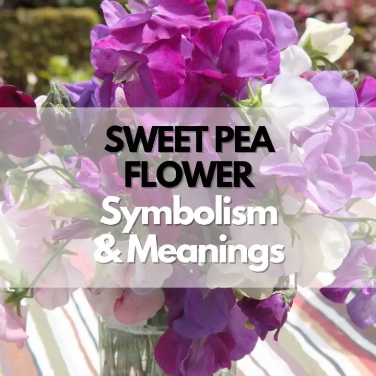 Sweet Pea Flower: Symbolism, Meanings, and History