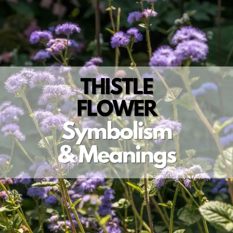 thistle flower symbolism meanings history