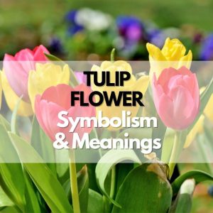 Tulip Flower: Symbolism, Meanings, and History - Symbol Genie