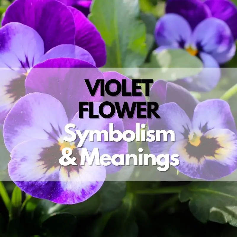 violet flower symbolism meanings and history