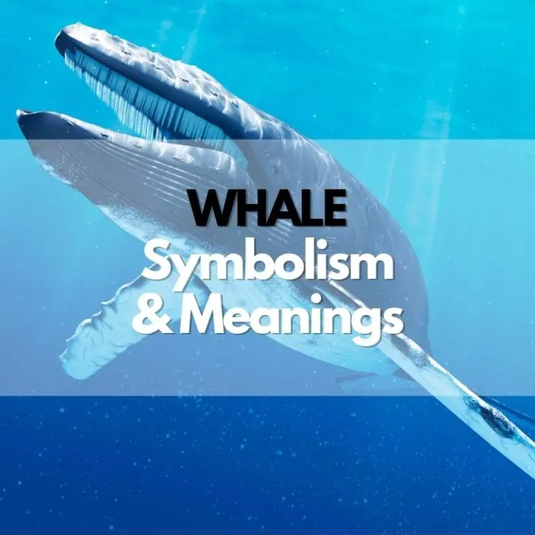 Whale: Symbolism, Meanings, and History