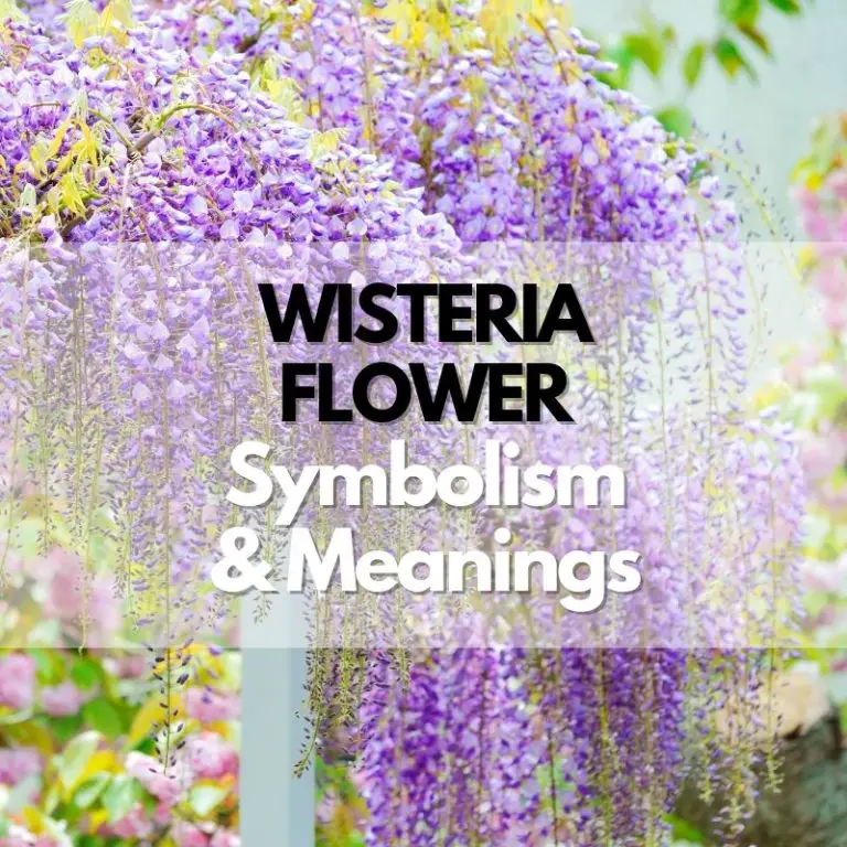 Wisteria Flower: Symbolism, Meanings, and History