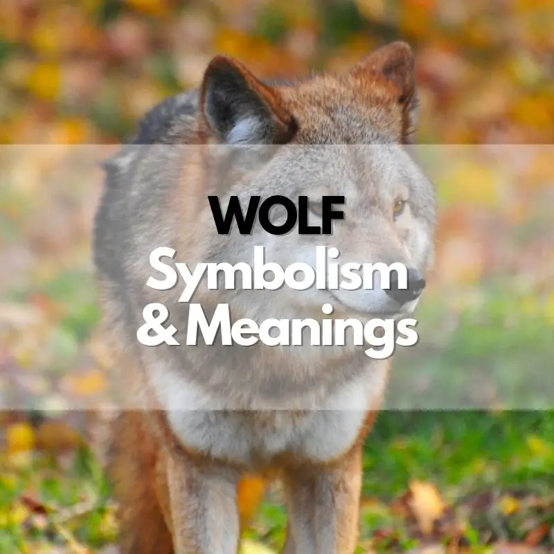 wolf symbolism meaning and history