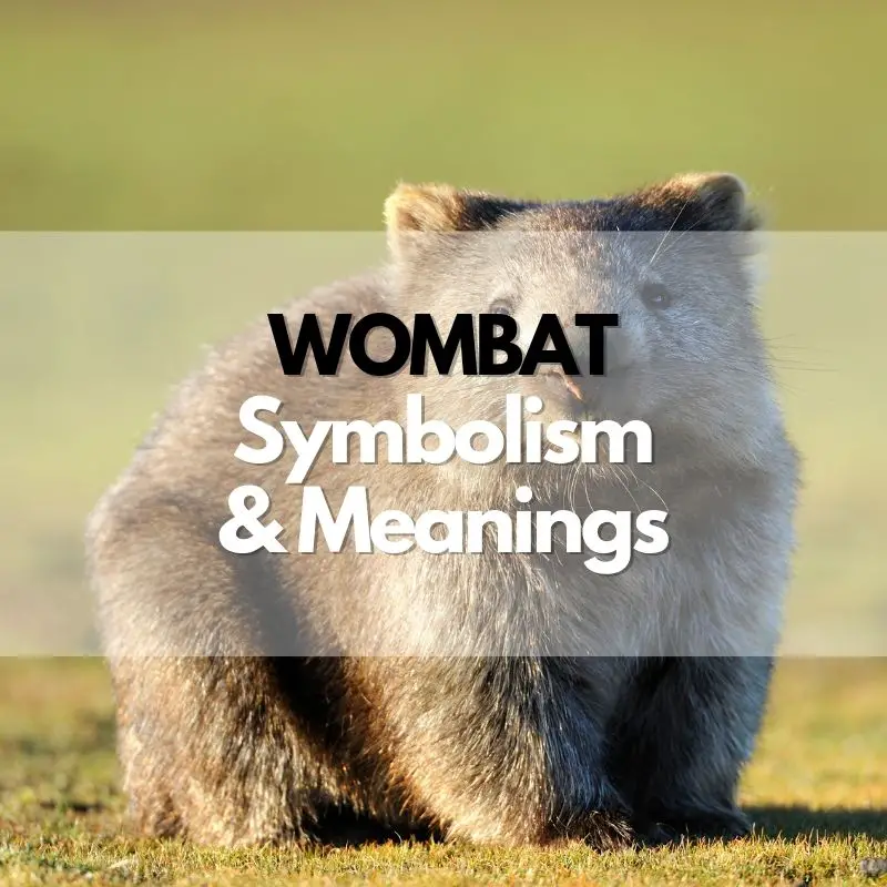 wombat symbolism meaning and history