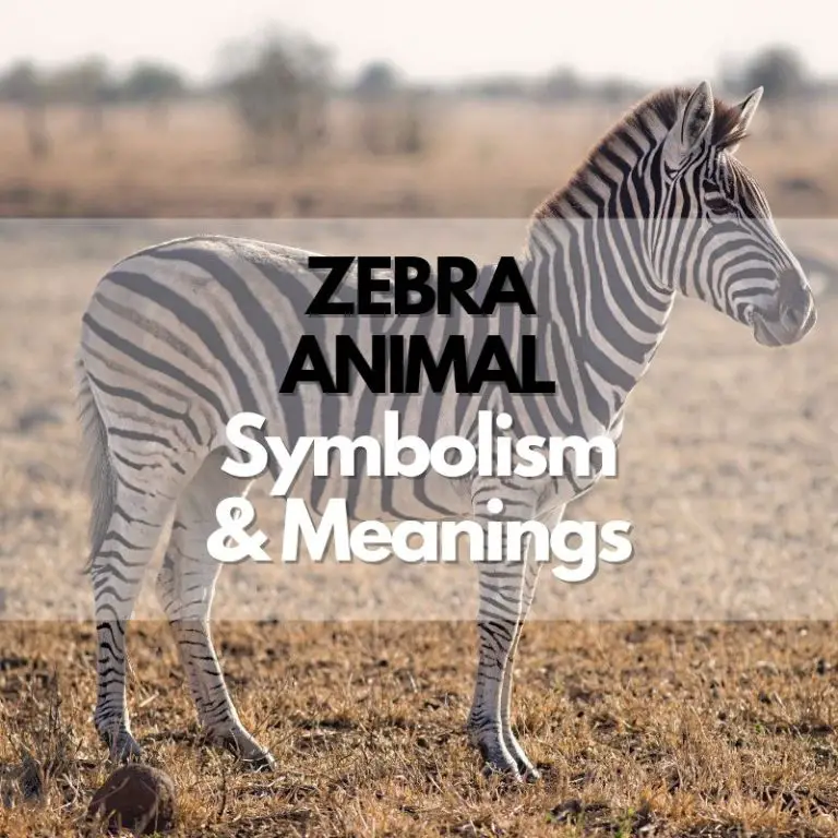 Zebra: Symbolism, Meanings, and History