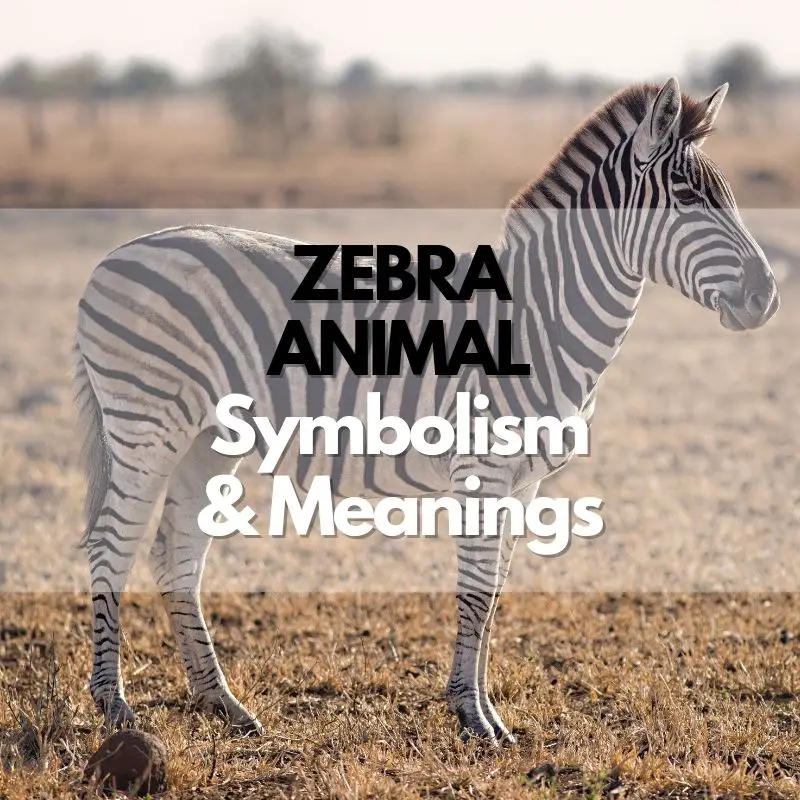 zebra animal symbolism meaning and history