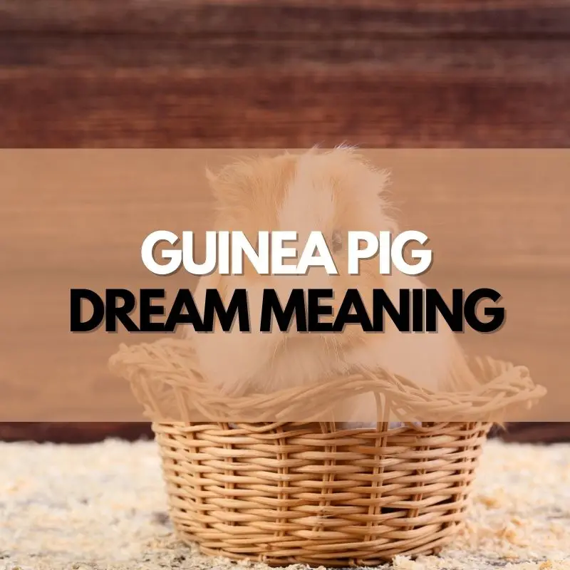 Guinea Pig dream meaning
