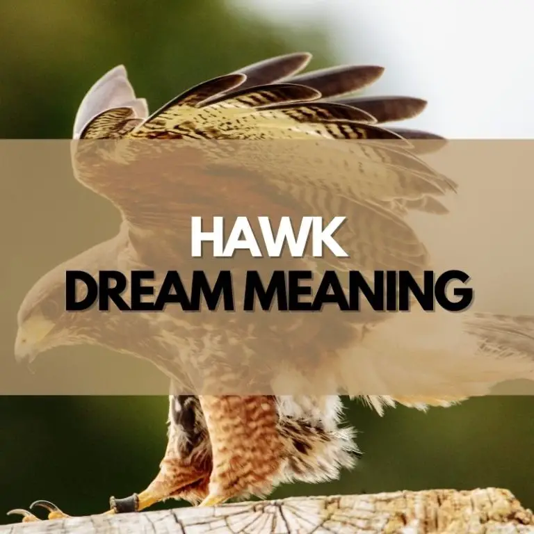 13 Hawk Dream Meanings & Interpretations Symbol Genie