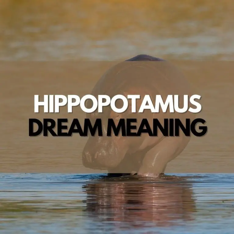 13 Hippopotamus Dream Meanings And Interpretations Symbol Genie 6368