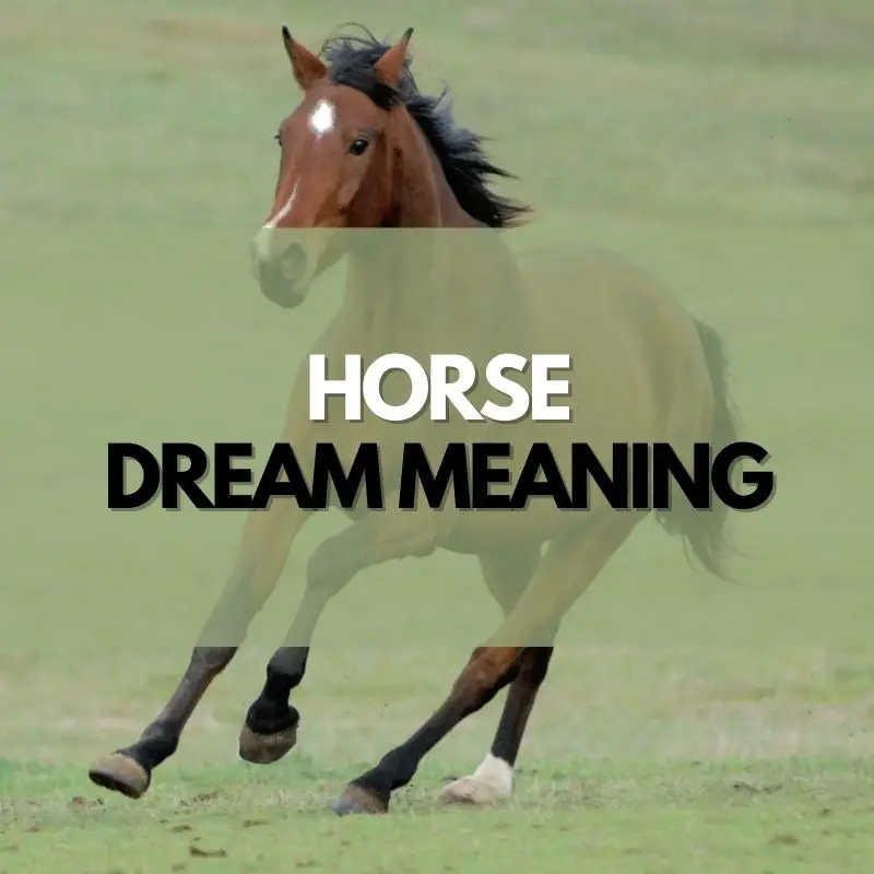 Horse dream meaning