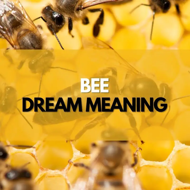 bee dream meaning