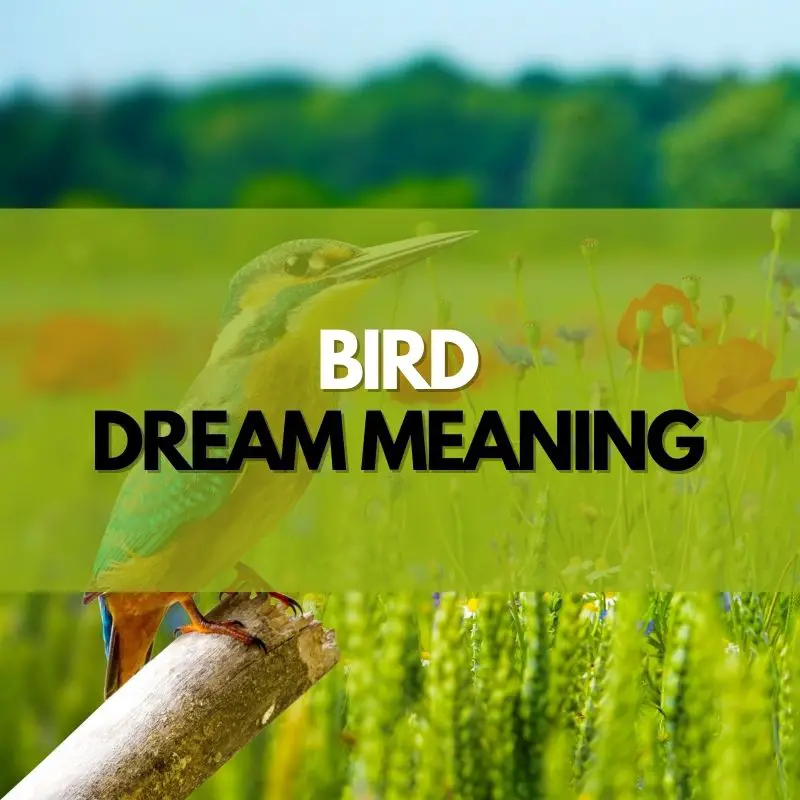 bird dream meaning