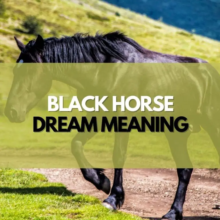 Black Horse Dream Meaning (Symbolism & Interpretations)