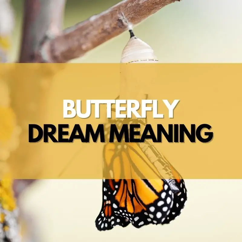butterfly dream meaning