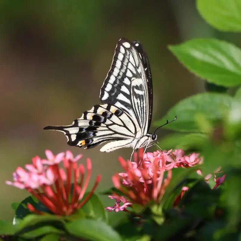 white butterfly symbolism