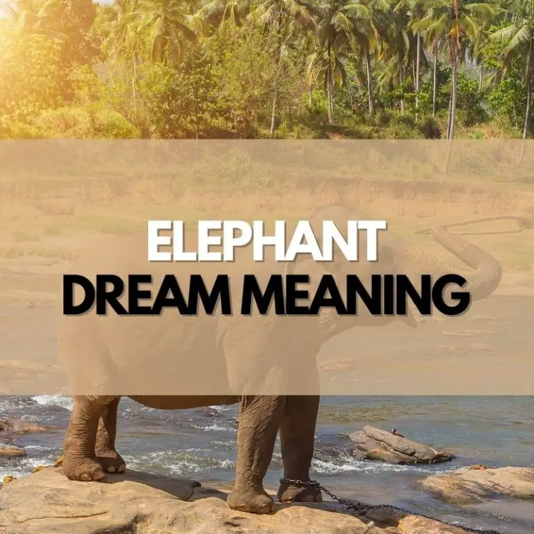 10 Interesting Elephant Dream Meanings & Interpretations Symbol Genie