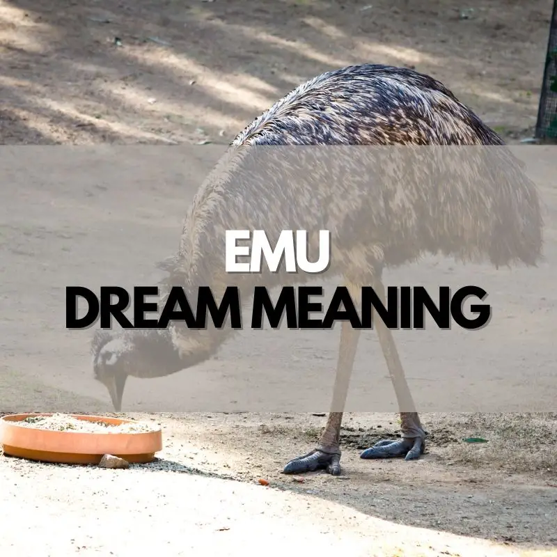 emu dream meaning