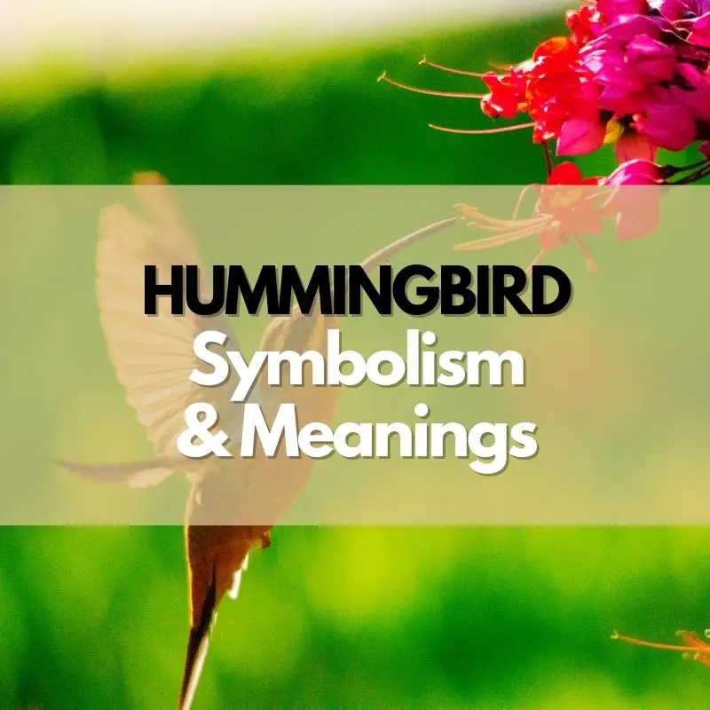 hummingbird symbolism and meaning