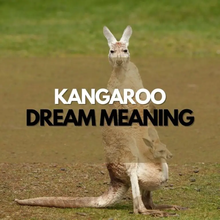 Kangaroo Dream Meaning Symbol Genie