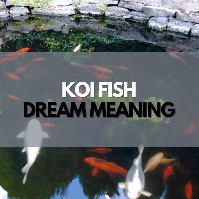 koi fish dream meaning