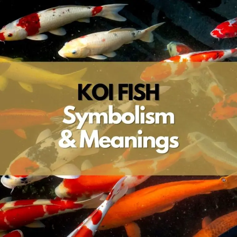 What Does a Koi Fish Symbolize?
