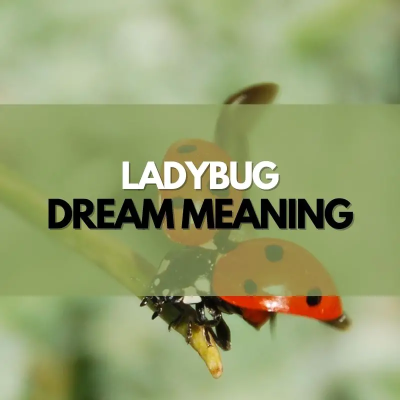 ladybug dream meaning