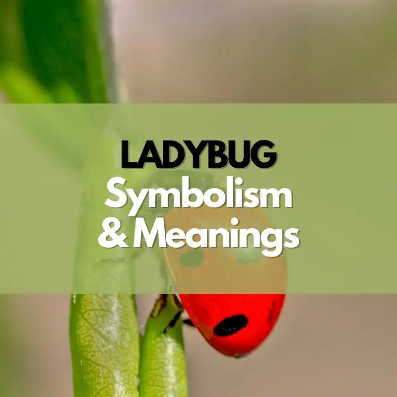 ladybug symbolism and meaning