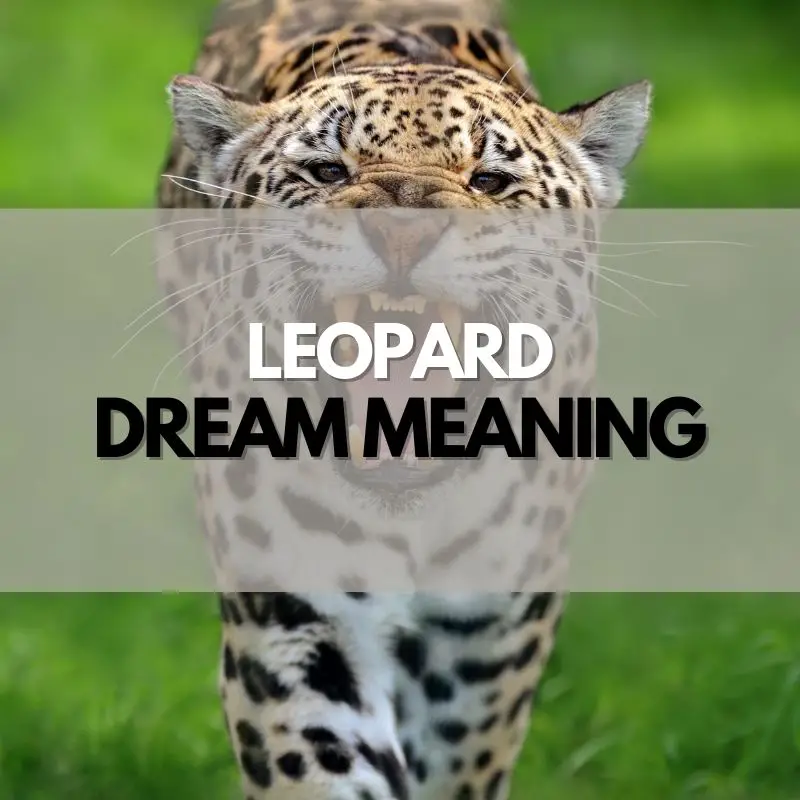 leopard dream meaning