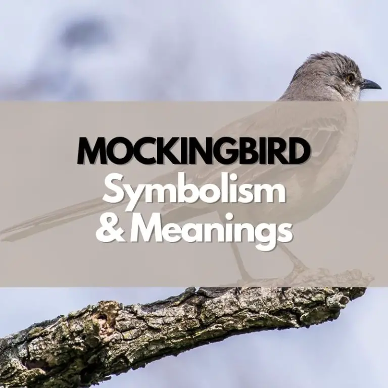 What Does a Mockingbird Symbolize?