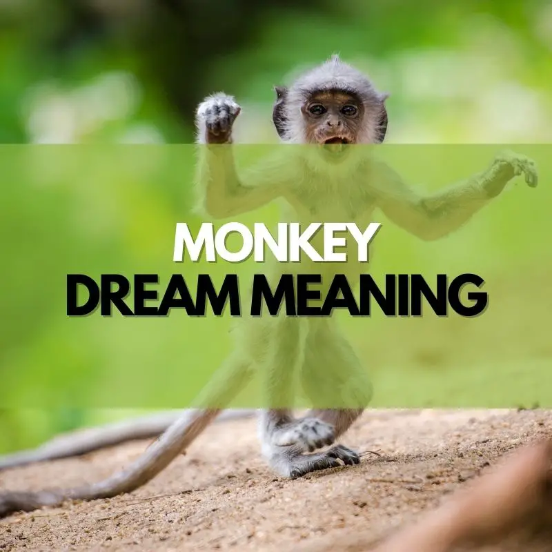 monkey dream meaning