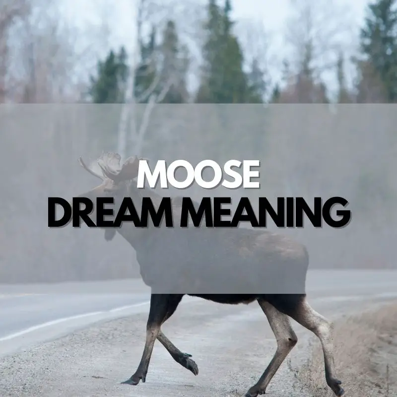 moose dream meaning