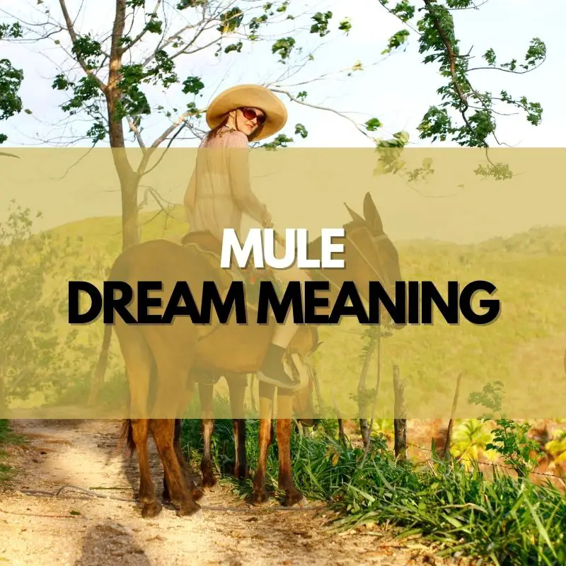 mule dream meaning