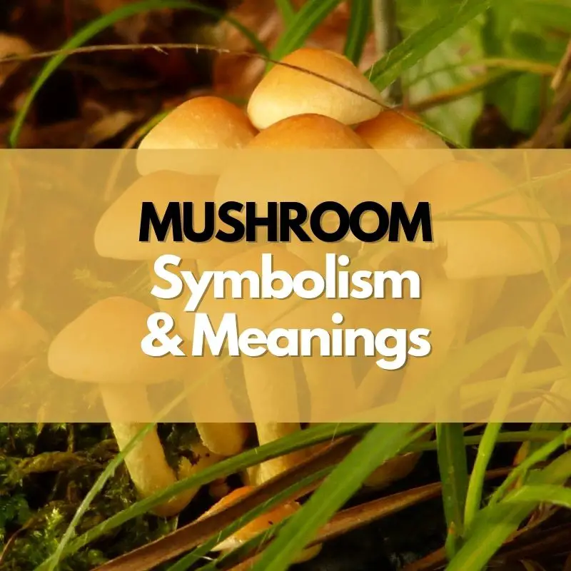 mushroom symbolism and meaning